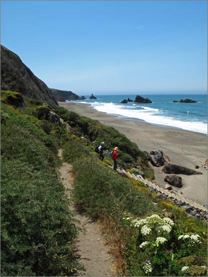 sm (71.1) 090709 Kortum.jpg - Angelica punctuates the steep but well graded cliff path that takes you to Blind Beach.